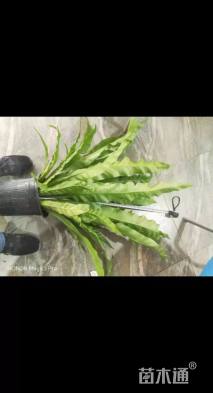 高度60厘米鸟巢蕨