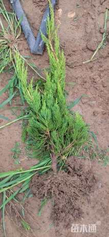 高度120厘米龙柏