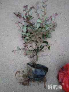 高度55厘米红花继木小苗