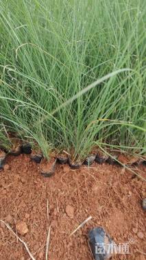 高度30厘米细叶芒