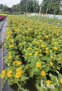 高度12厘米皇帝菊