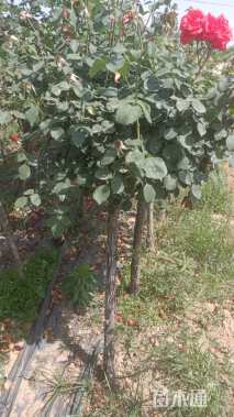 高度80厘米月季