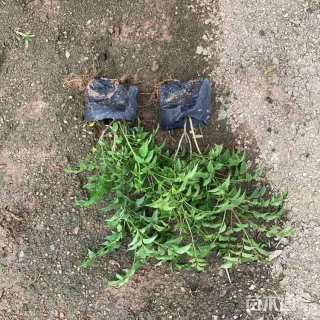 高度20厘米紫云藤