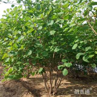 高度100厘米丛生黄栌