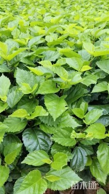 高度30厘米木槿