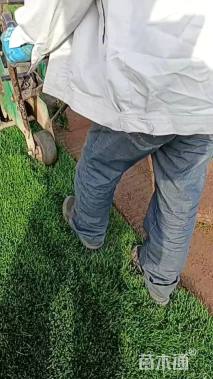 草卷状四季青草坪