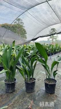 高度50厘米一叶兰