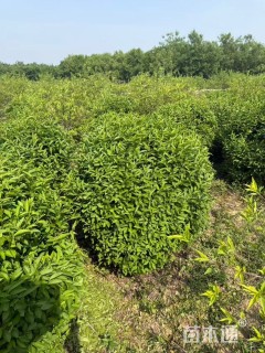 高度100厘米连翘