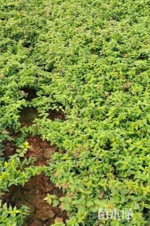 高度30厘米大花六道木