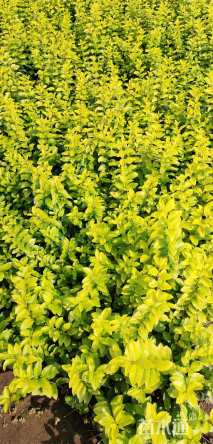 高度40厘米金叶女贞