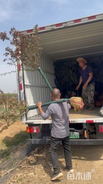 高度150厘米高杆月季