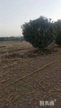 18公分红叶石楠