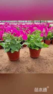 高度10厘米矮牵牛