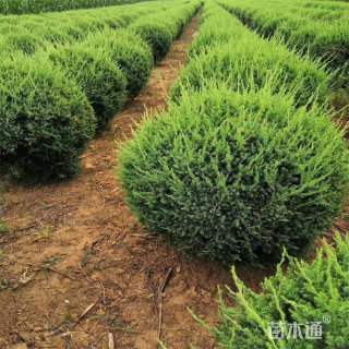 冠幅70厘米蜀桧柏球