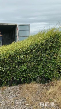 180厘米风车茉莉