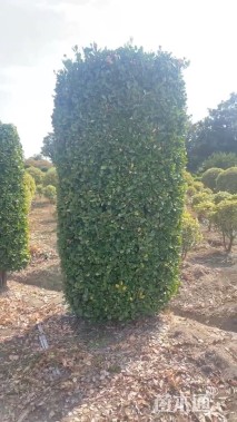 高度200厘米大叶黄杨柱