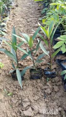 高度25厘米翠芦莉