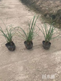 高度20厘米风雨兰种球