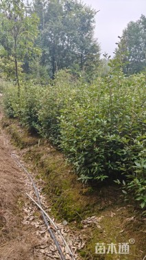 高度50厘米赤皮青冈