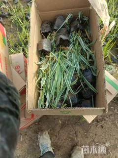 高度20厘米花叶芦竹