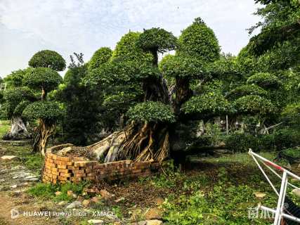 100公分造型小叶榕