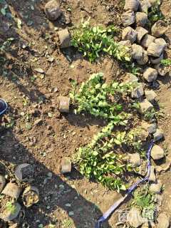 高度40厘米金森女贞小苗