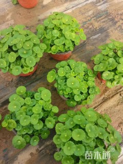 高度10厘米铜钱草