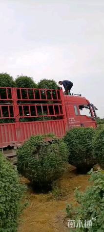 高度150厘米月季