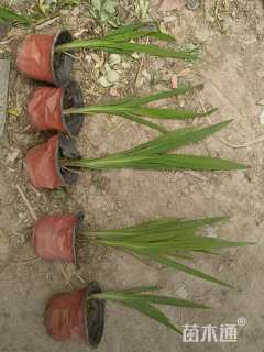 高度20厘米火炬花