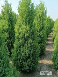 高度50厘米望都塔桧