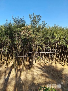 5公分黄花风铃木