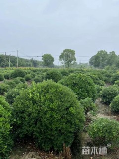 冠幅200厘米海桐球