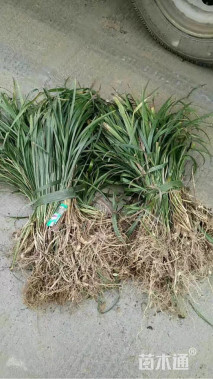 高度30厘米阔叶麦冬