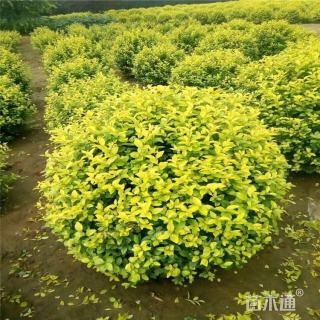 冠幅120厘米金森女贞球