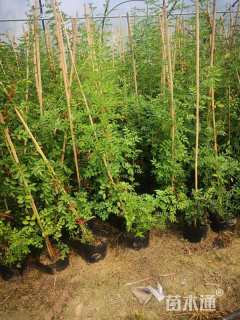 高度100厘米蔷薇