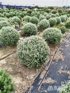 高度120厘米银叶仓鼠球