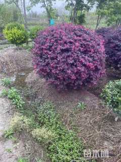 冠幅100厘米红花继木球