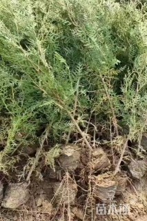 高度80厘米侧柏