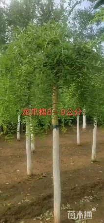 9公分龙爪槐