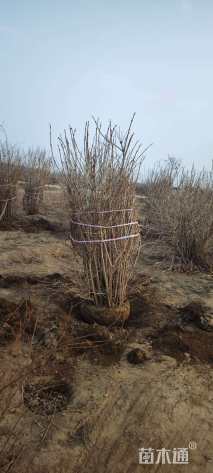 高度150厘米鸡树条荚蒾