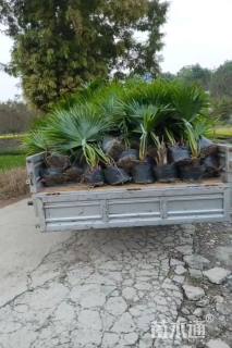 裸干高30厘米圆叶蒲葵