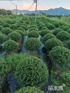 冠幅180厘米龟甲冬青球