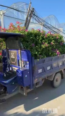 高度45厘米三角梅