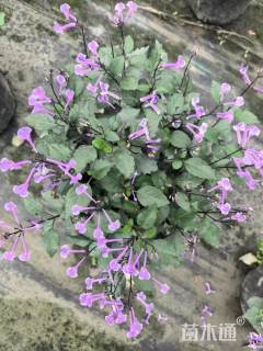 高度30厘米薰衣草