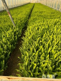 高度20厘米肾蕨