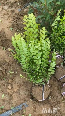 冠幅30厘米金叶女贞球