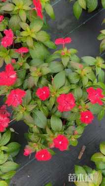 高度15厘米超级凤仙花