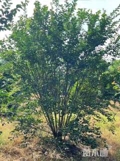 高度150厘米丛生紫丁香