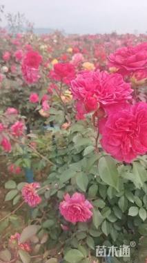 高度165厘米月季