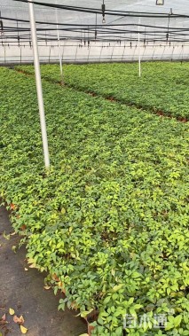 高度15厘米火焰南天竹